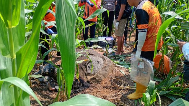 Geger! Penemuan Mayat Membusuk di Kebun Jagung Wonosalam, Diduga Warga Mojokerto