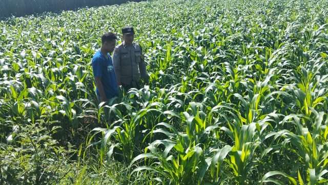 Polres Jombang Melalui Bhabinkamtibmas Lakukan Pengecekan tanaman Jagung