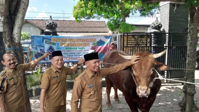 Sambut Idul Adha 1447 H, Masjid Besar Syariful Muttaqin Boyolangu Tulungagung Terima Bantuan Sapi Kurban dari Presiden RI Prabowo Subianto