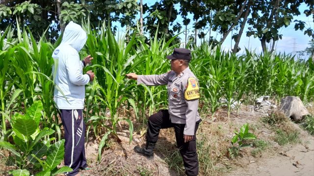 Polisi Dampingi Petani Jagung di Puncu, Wujud Dukungan Program Ketahanan Pangan