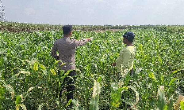 Anggota Polsek Bareng Pantau Tanaman Jagung, Wujud Dukungan Ketahanan Pangan Nasional