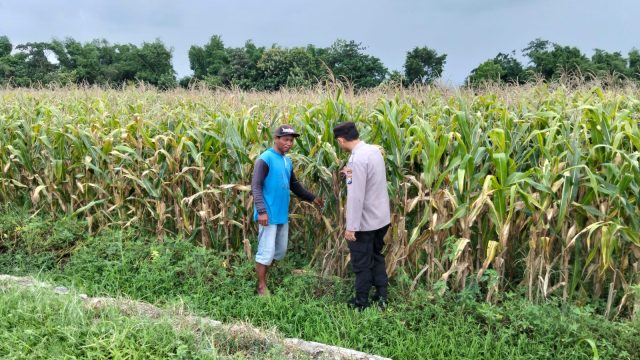 Bhabinkamtibmas Polsek Ngoro Pantau Tanaman Jagung di Lahan Ketahanan Pangan