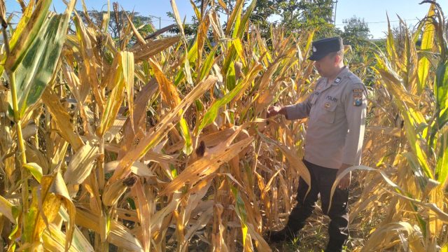 Kanit Binmas Polsek Gondang Bersama Petani Jagung, Monitoring Lahan Yang Akan Di Panen