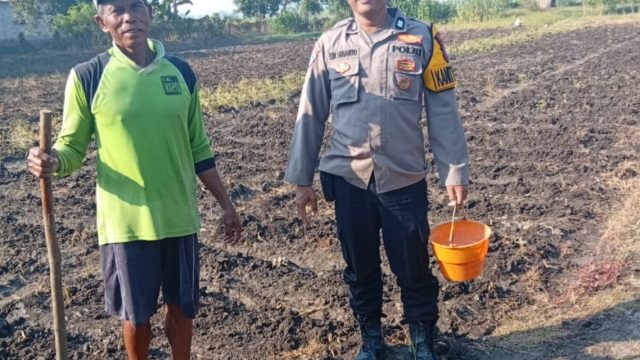 Polsek Kudu Lakukan Pendampingan Penanaman Benih Jagung Bantuan Dinas Pertanian melalui Polres Jombang