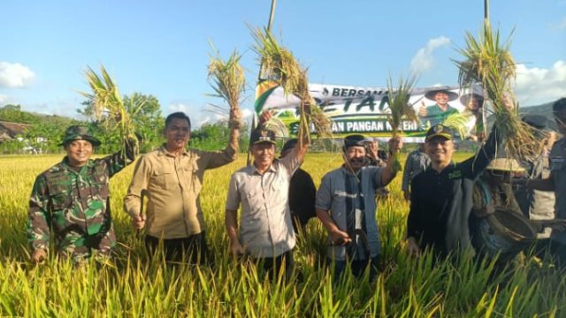 Plt Bupati Tulungagung Hadiri Adat Tradisi Tahunan Petik Padi Di Desa Kalidawir 