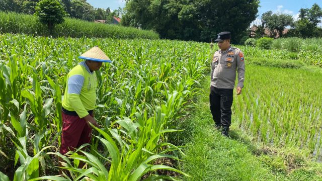 Personel Polsek Ngoro Dampingi Petani Meninjau Tanaman Jagung Dukung Program Ketahanan Pangan