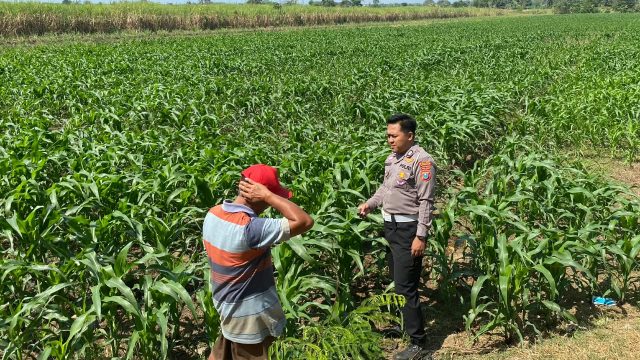 Bhabinkamtibmas Desa Karangwinongan Laksanakan Pengecekan Ketahanan Pangan Sektor Pertanian Jagung