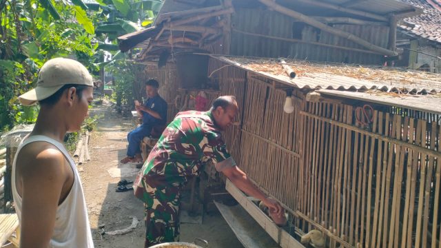 Dukung Ketahanan Pangan, Satgas TMMD Ke-130 Kodim 0814/Jombang Bantu Peternak Desa