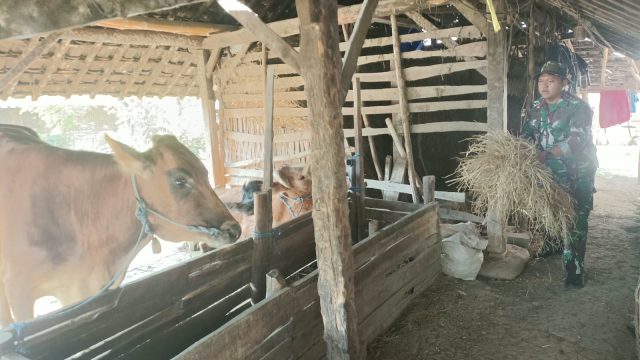 Selain Infrastruktur, Satgas TMMD 130 Jombang Turun Bantu Peternak di Klitih